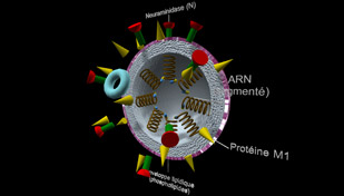 objet-3d-interactif-virus-h5n1